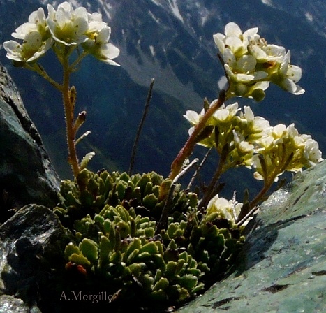Saxifraga paniculata